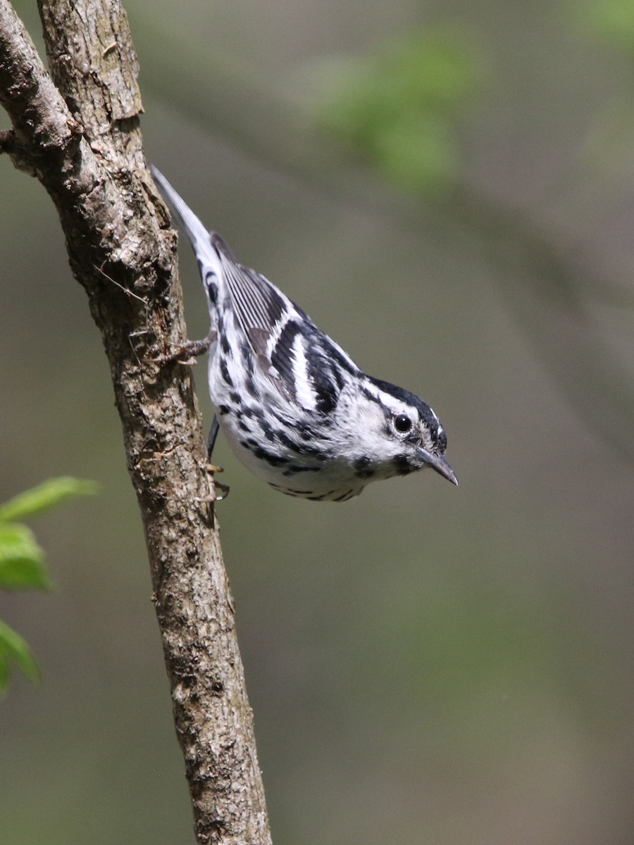 Black-and-white Warbler - Zach Haring
