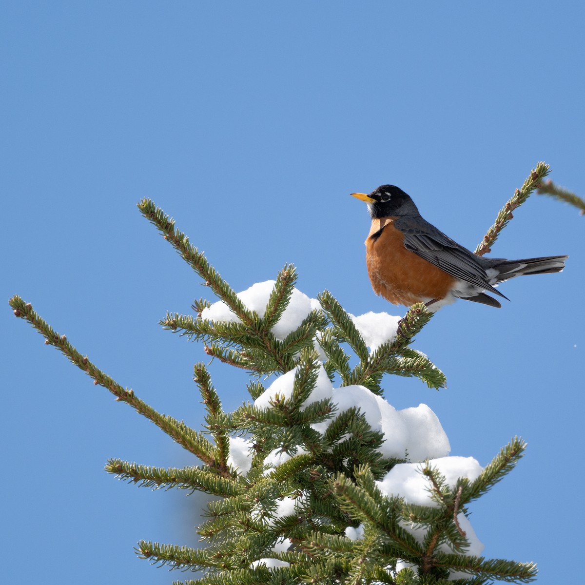 American Robin - ML617943899