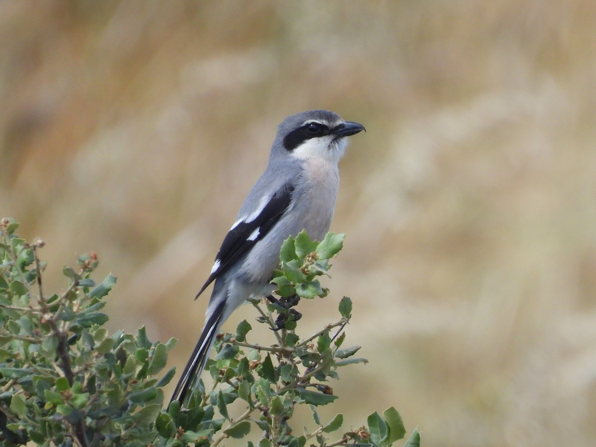 Iberian Gray Shrike - Scott Fox