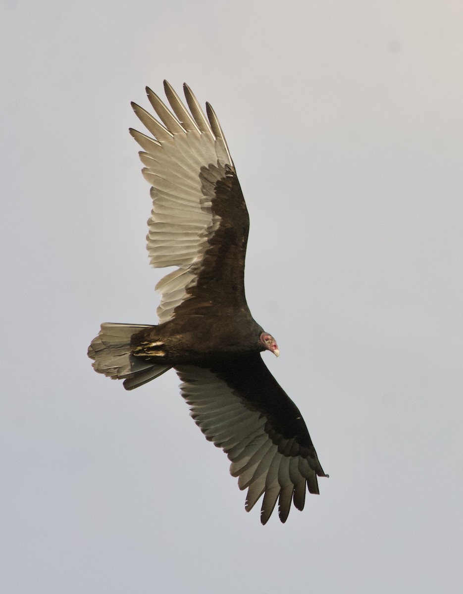 Turkey Vulture - ML617943939