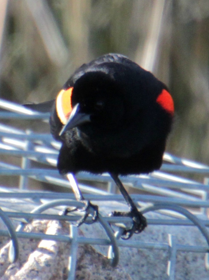 Red-winged Blackbird (Red-winged) - ML617943962