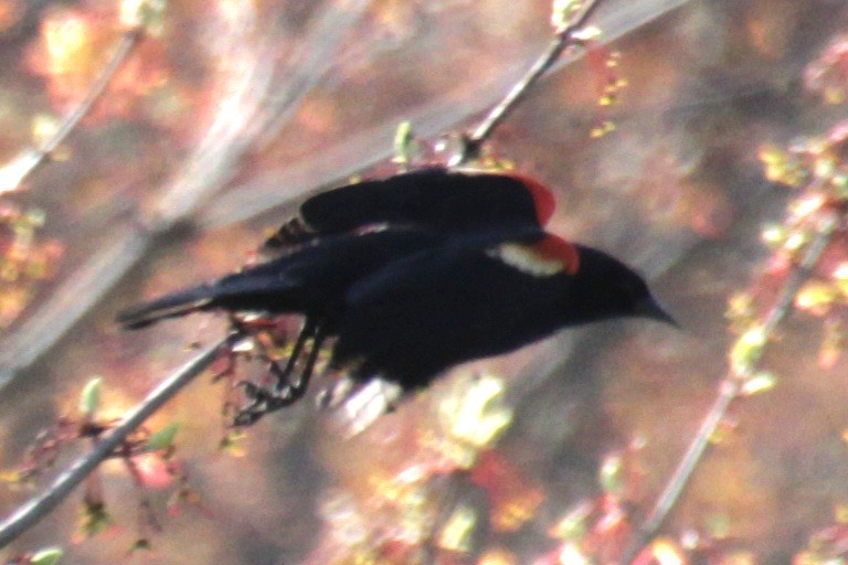 Red-winged Blackbird (Red-winged) - ML617943963