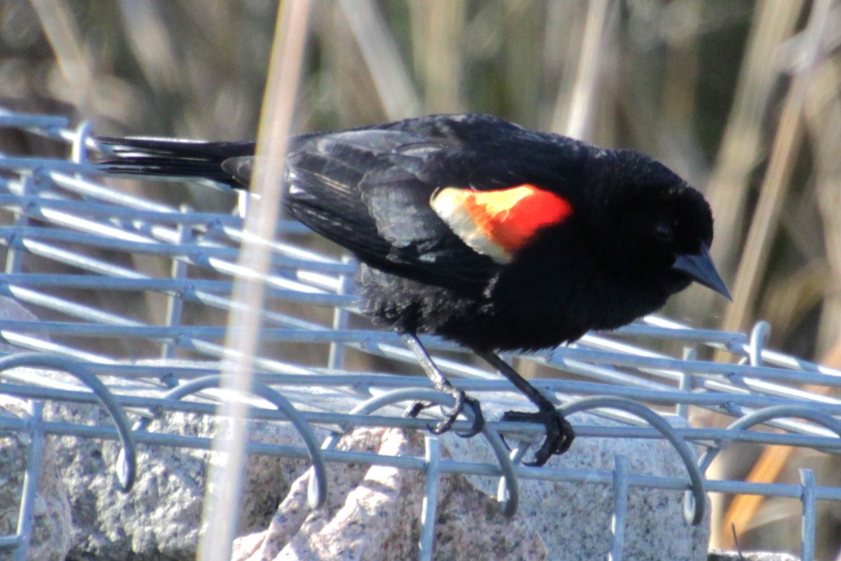 Red-winged Blackbird (Red-winged) - ML617943964
