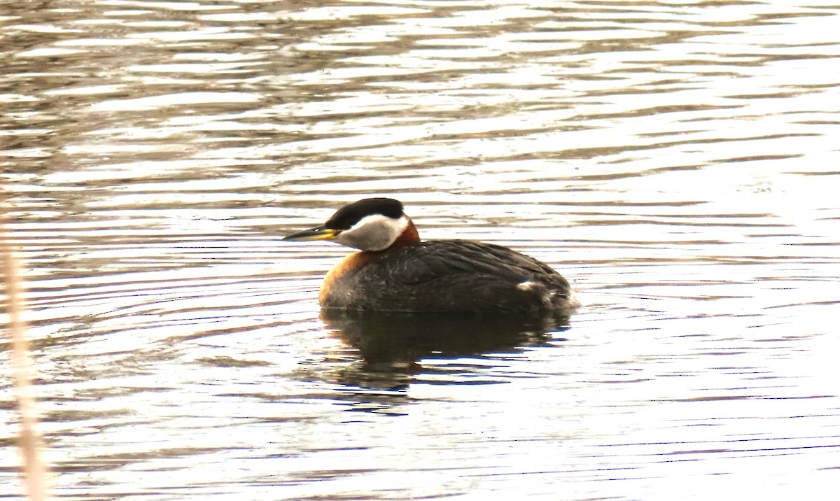 Red-necked Grebe - ML617944005
