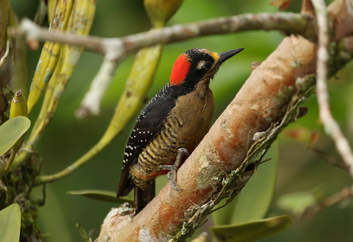 Black-cheeked Woodpecker - ML617944032