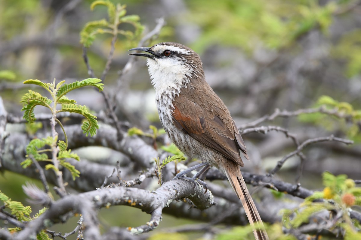 Great Spinetail - ML617944091