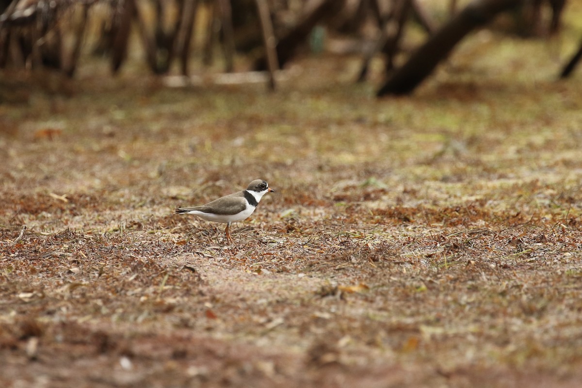 Semipalmated Plover - ML617944115