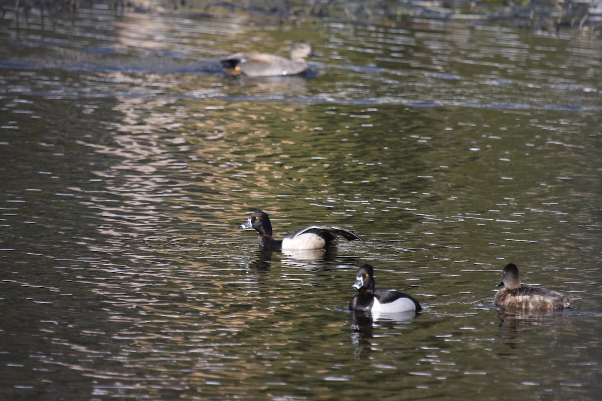 Ring-necked Duck - ML617944119