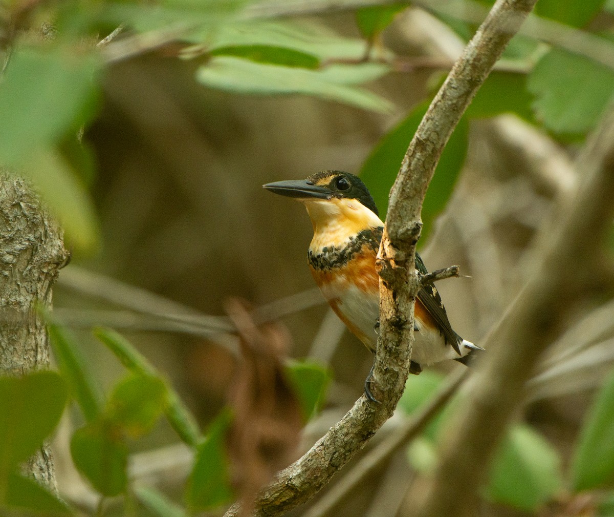 American Pygmy Kingfisher - Bernardo Zorrilla Garza