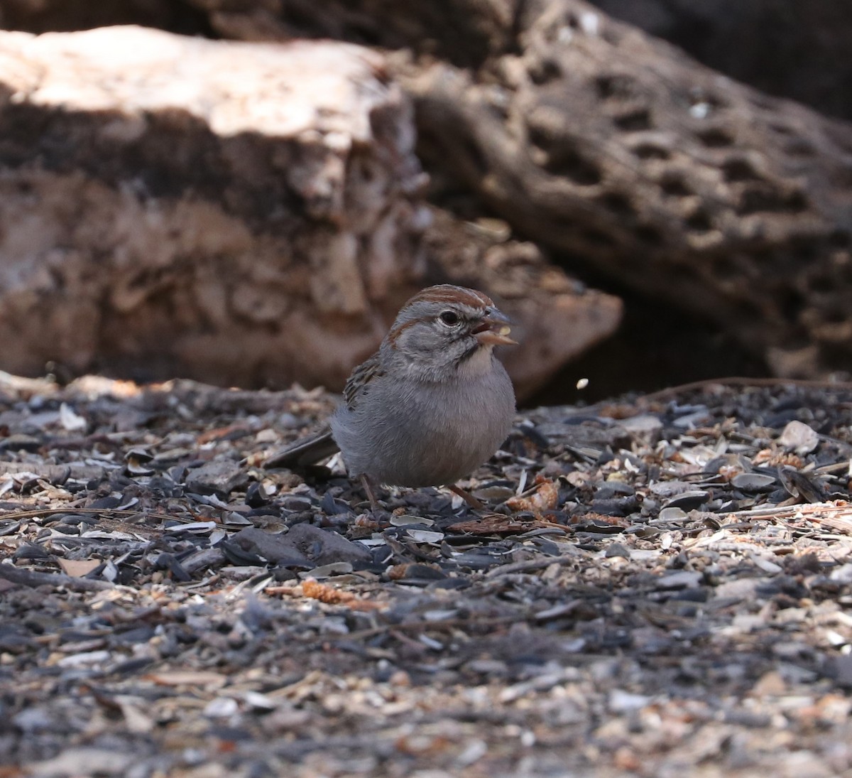 Rufous-winged Sparrow - ML617944162