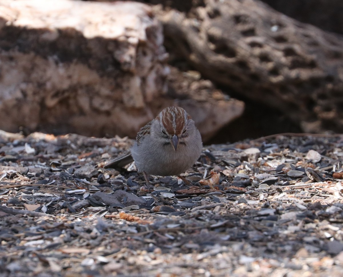 Rufous-winged Sparrow - ML617944163