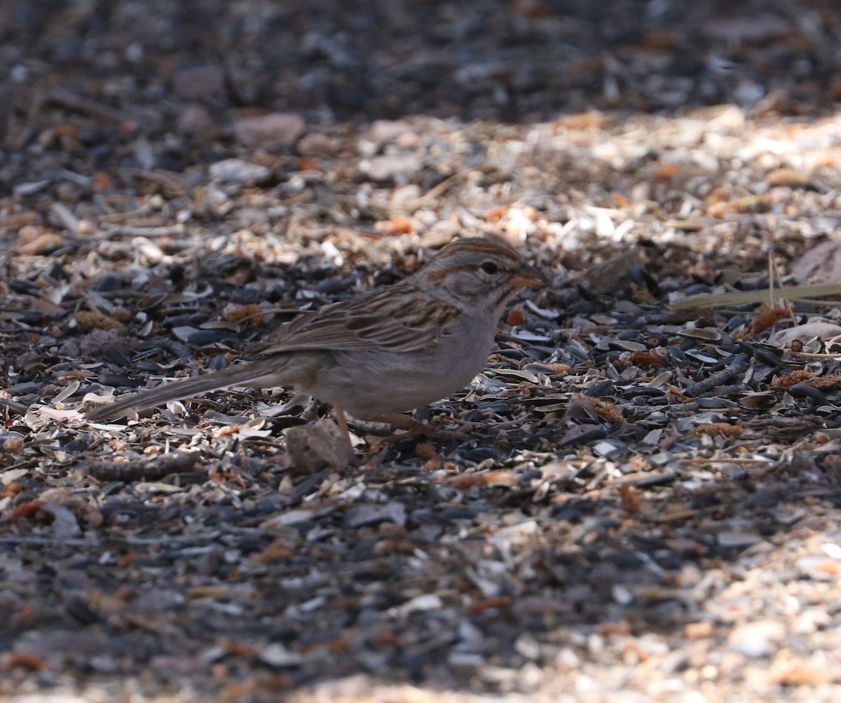 Rufous-winged Sparrow - ML617944164