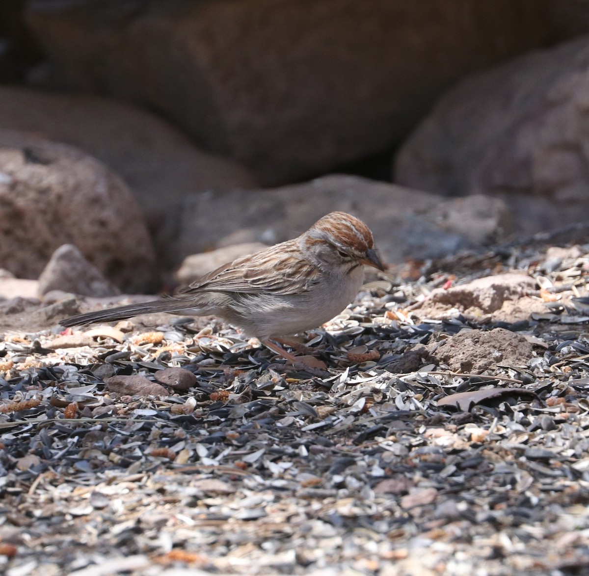 Rufous-winged Sparrow - ML617944165