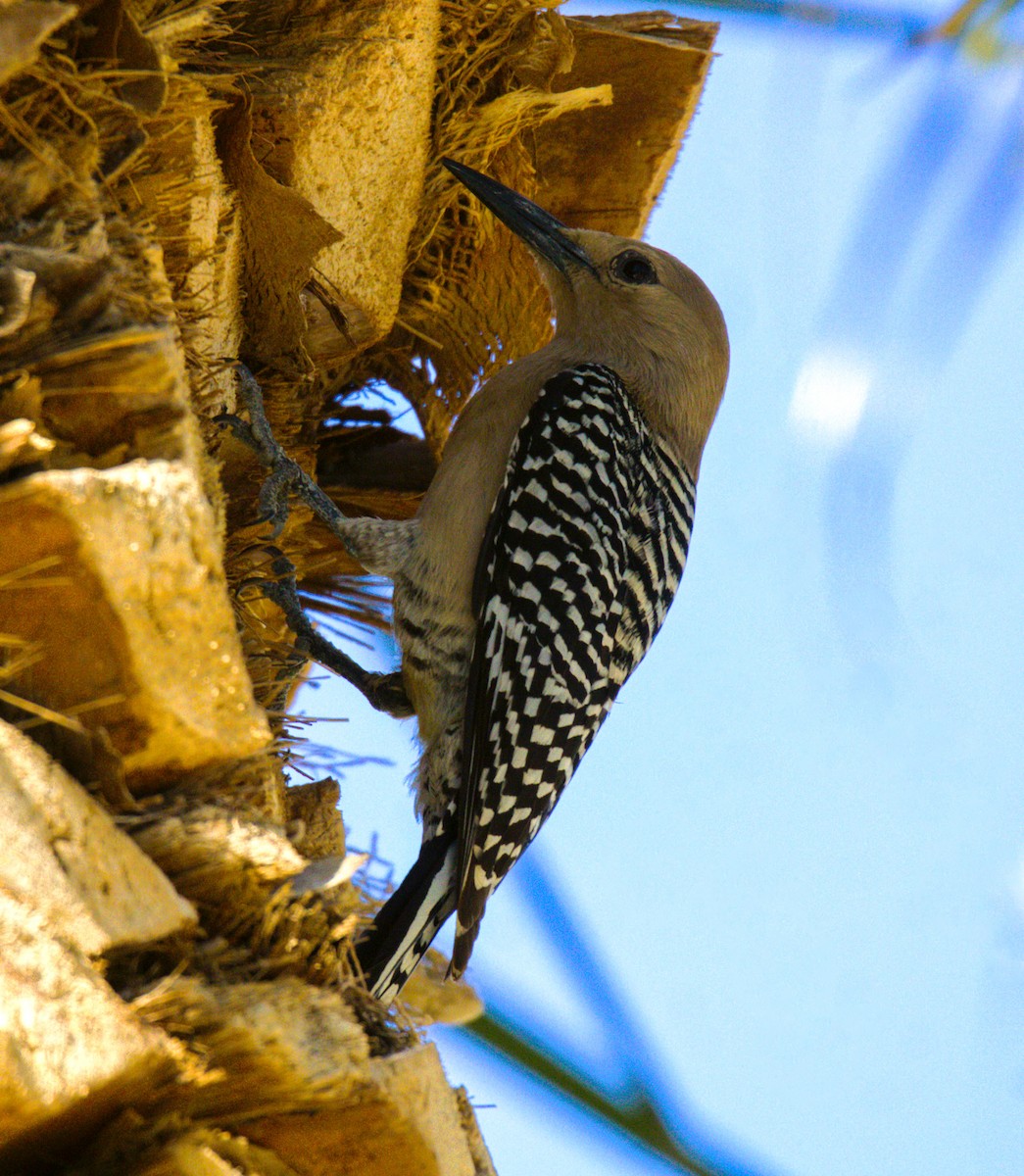 Gila Woodpecker - ML617944174