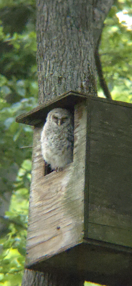 Barred Owl - ML617944179