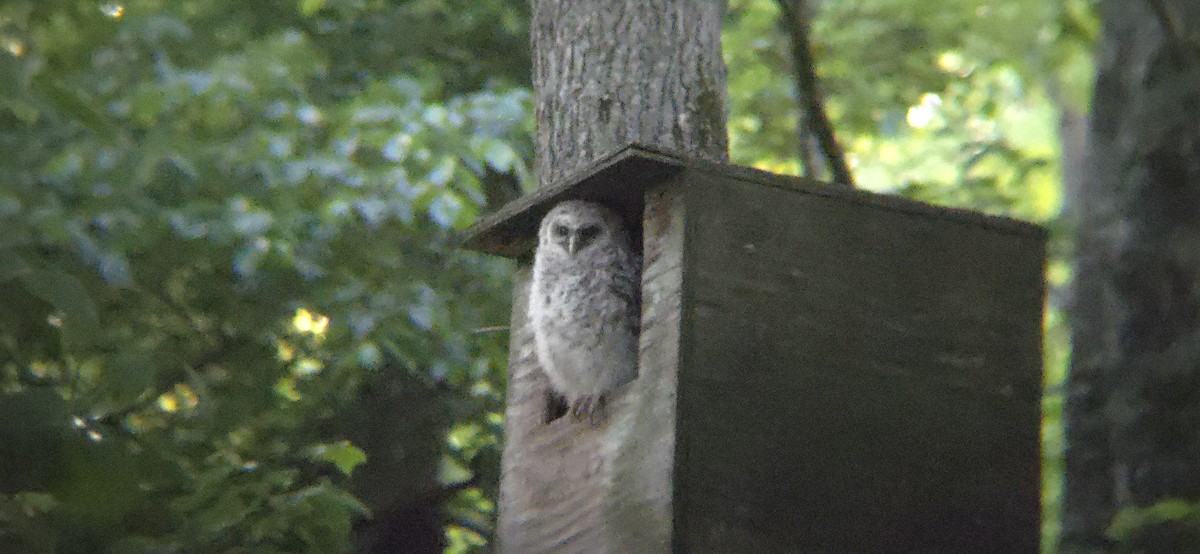 Barred Owl - ML617944180