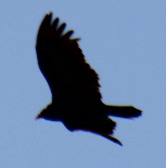 Turkey Vulture - ML617944200