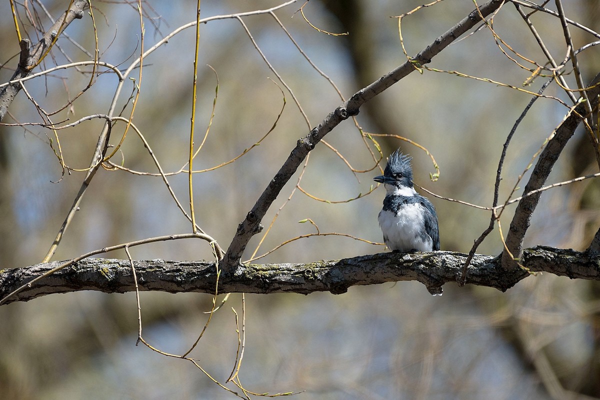 Belted Kingfisher - ML617944222