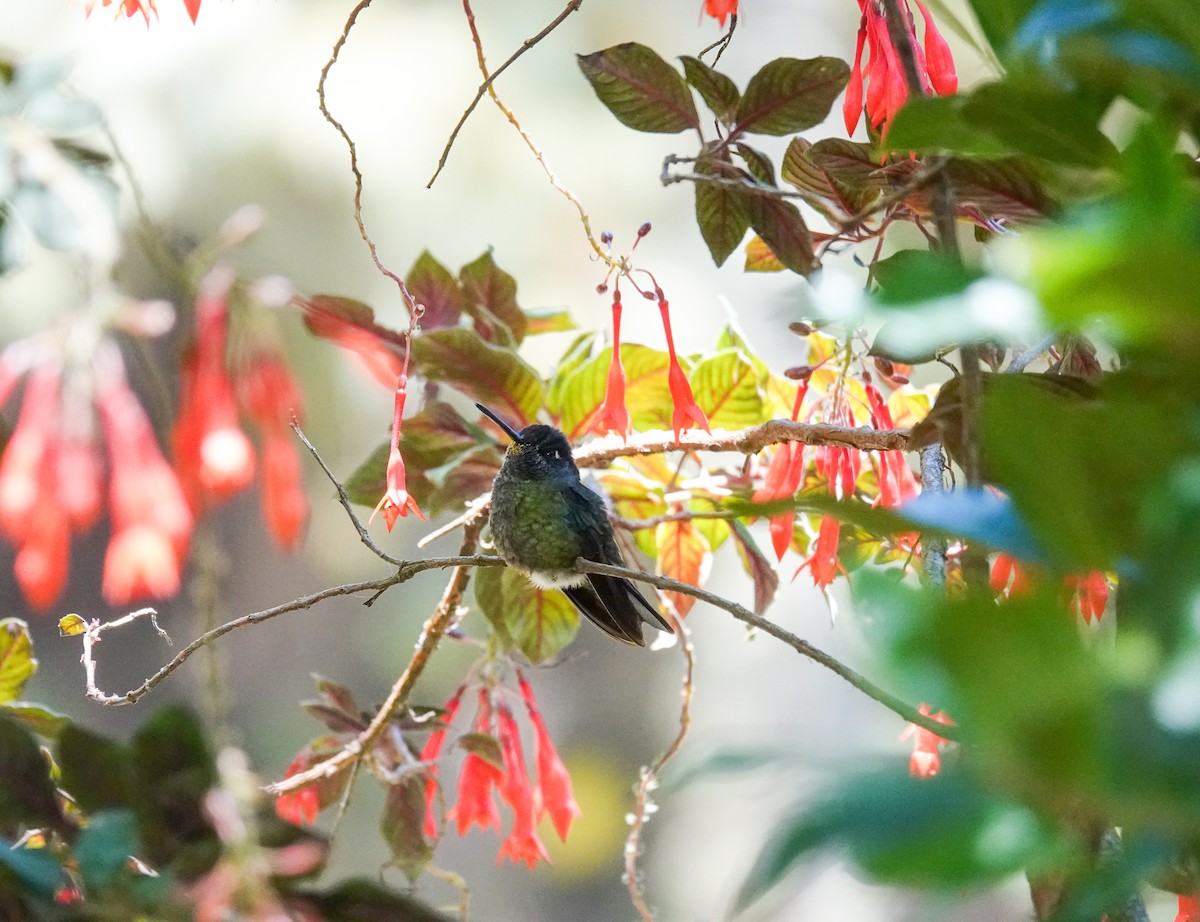Talamanca Hummingbird - ML617944279