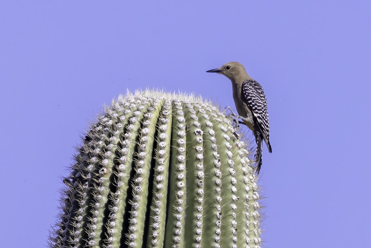 Pic des saguaros - ML617944349