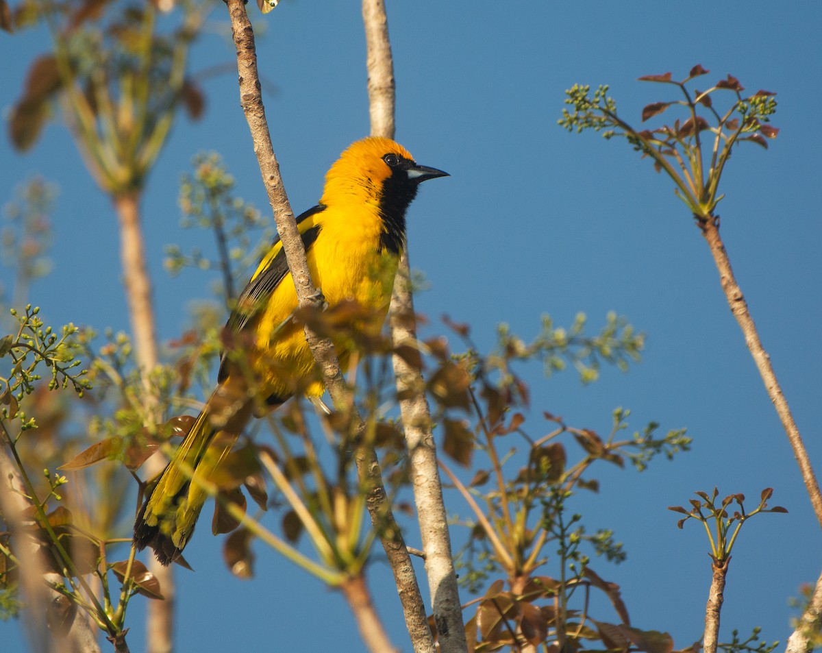 Yellow-tailed Oriole - ML617944359
