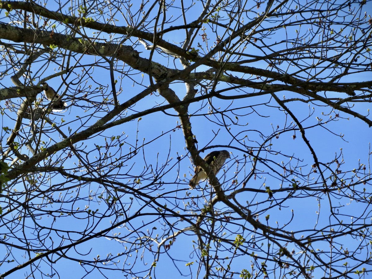 Red-tailed Hawk - scott baldinger