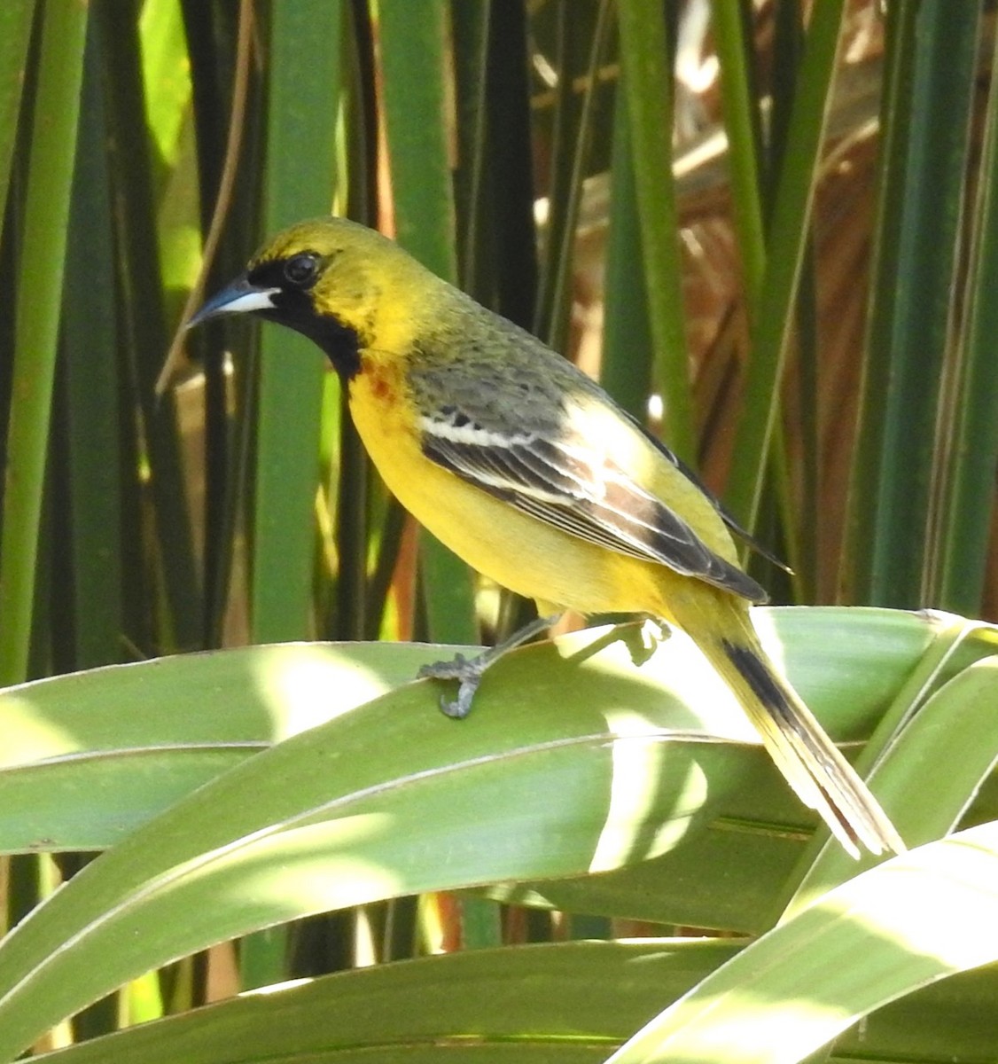 Orchard Oriole - ML617944372