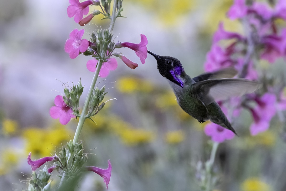 Costa's Hummingbird - Mel Green