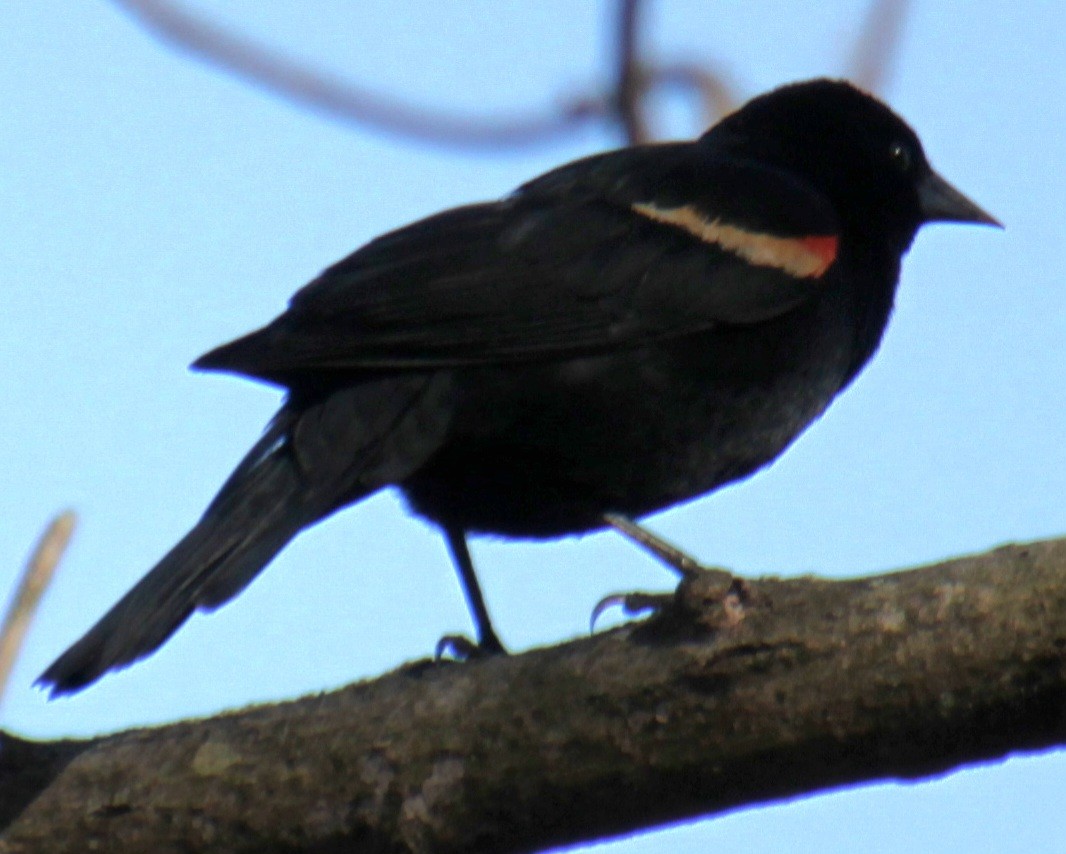 Red-winged Blackbird (Red-winged) - ML617944397