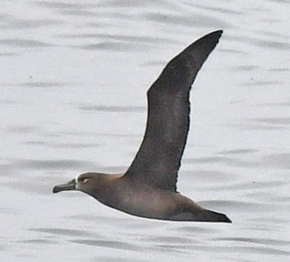 Albatros à pieds noirs - ML617944441