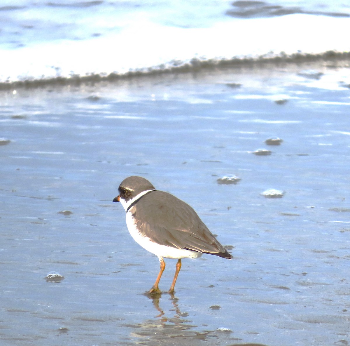 Semipalmated Plover - ML617944458