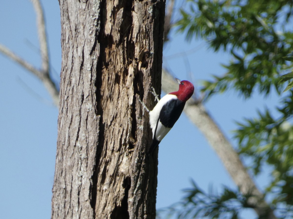 Red-headed Woodpecker - ML617944507