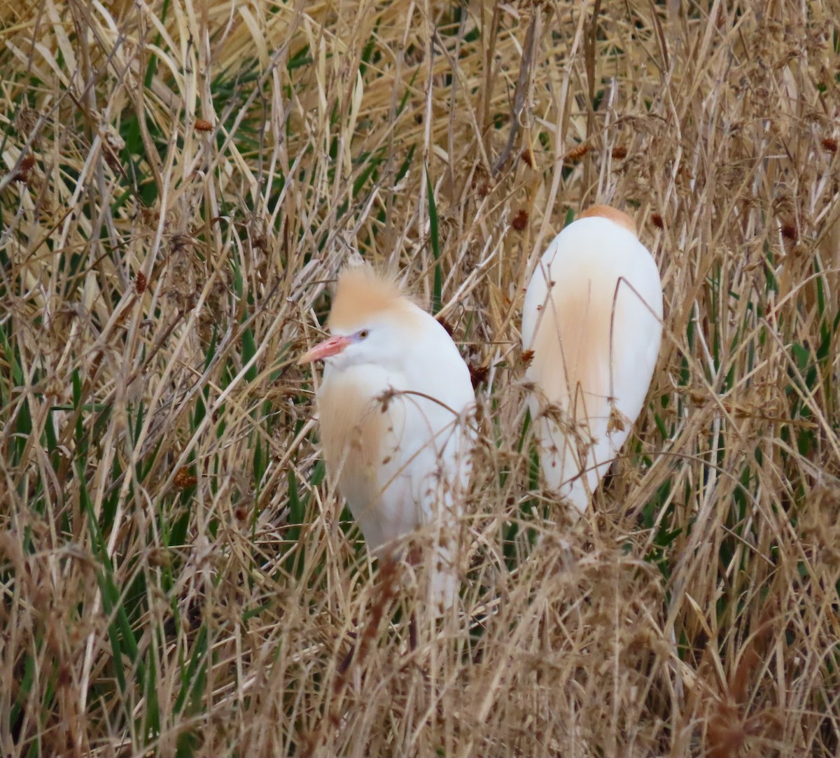 eBird Checklist 25 Apr 2024 Fruitgrowers ReservoirNorth Road
