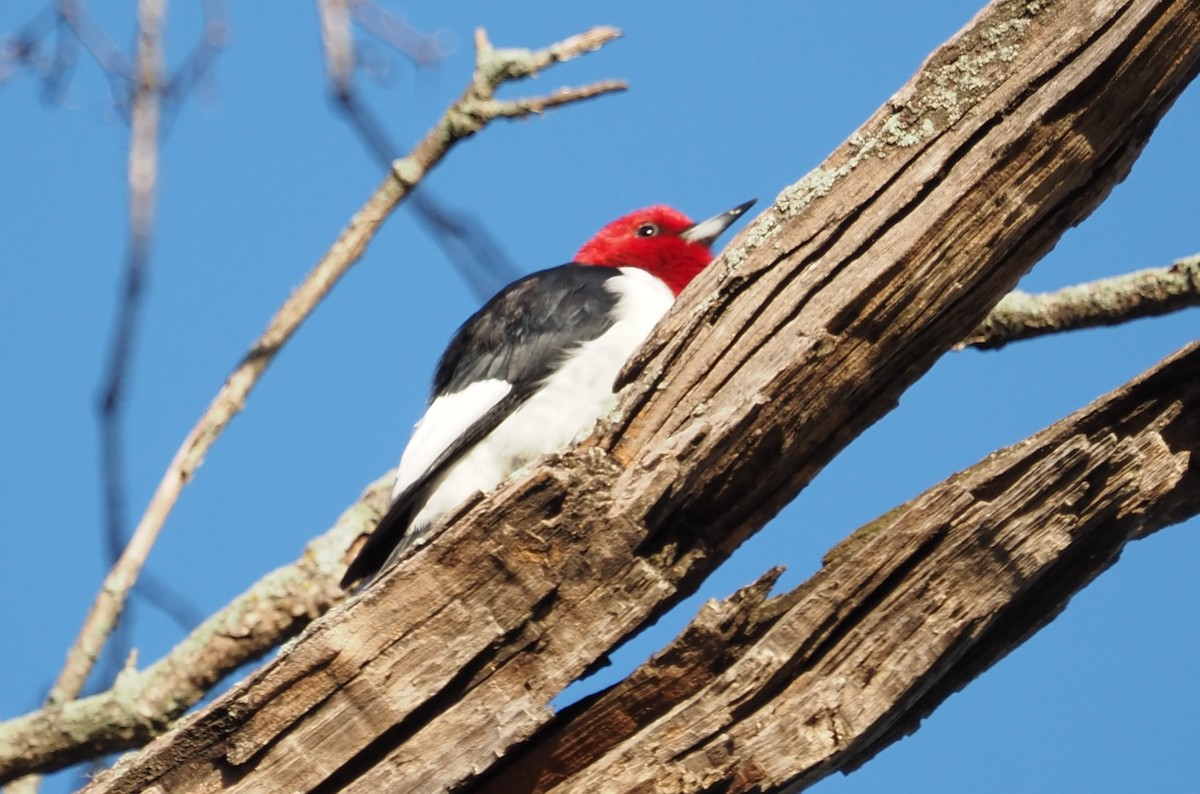 Red-headed Woodpecker - ML617944518