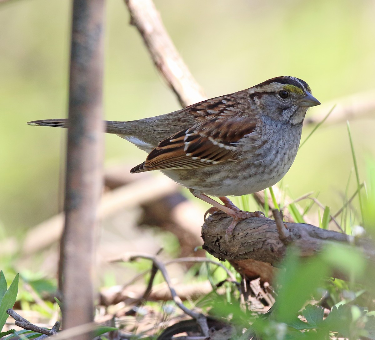 White-throated Sparrow - ML617944522