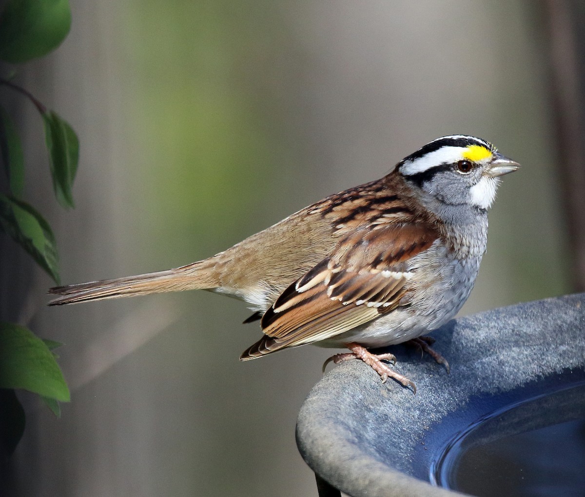 White-throated Sparrow - ML617944523
