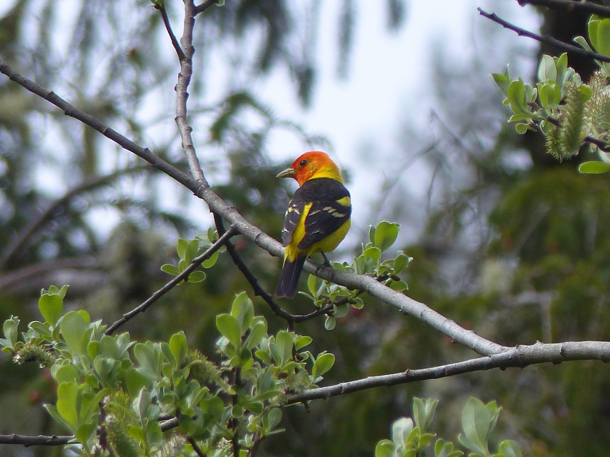 Western Tanager - ML617944545