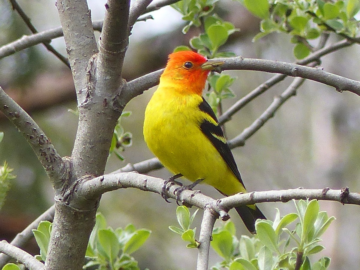 Western Tanager - Carolyn Wilcox