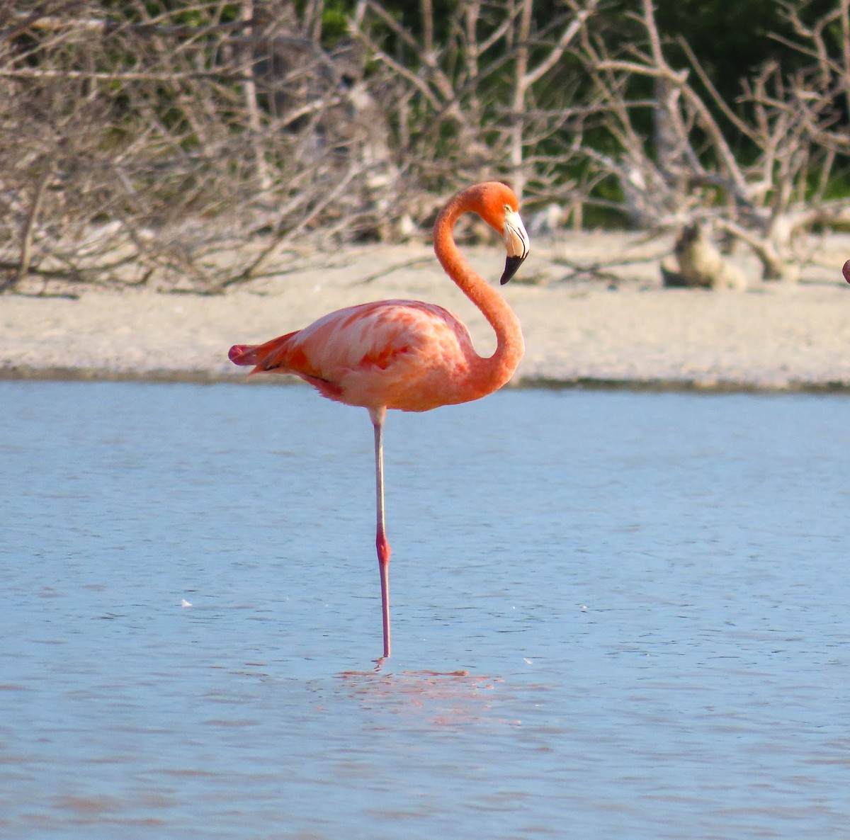 American Flamingo - Patty González CON