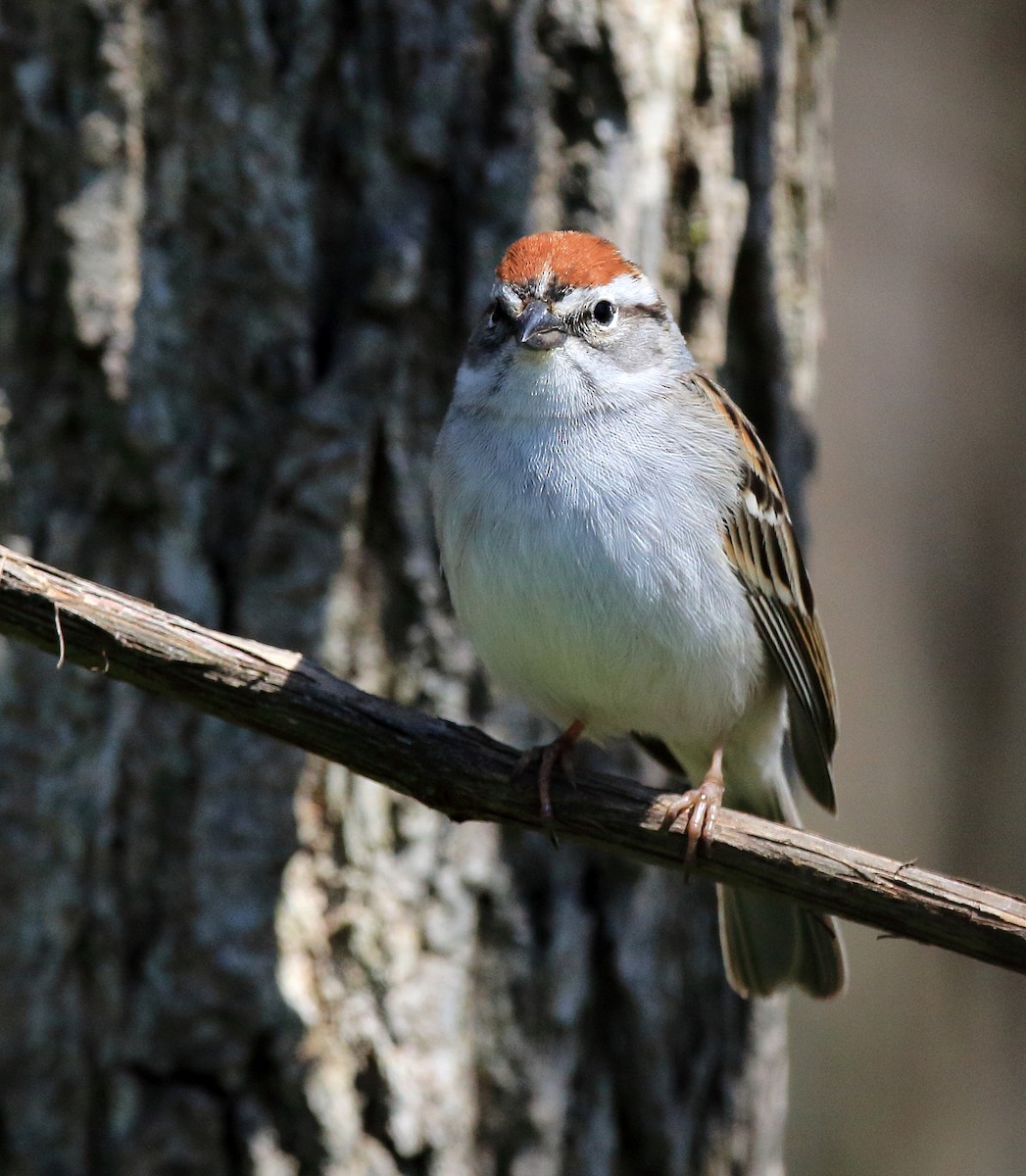 Chipping Sparrow - Laure Wilson Neish