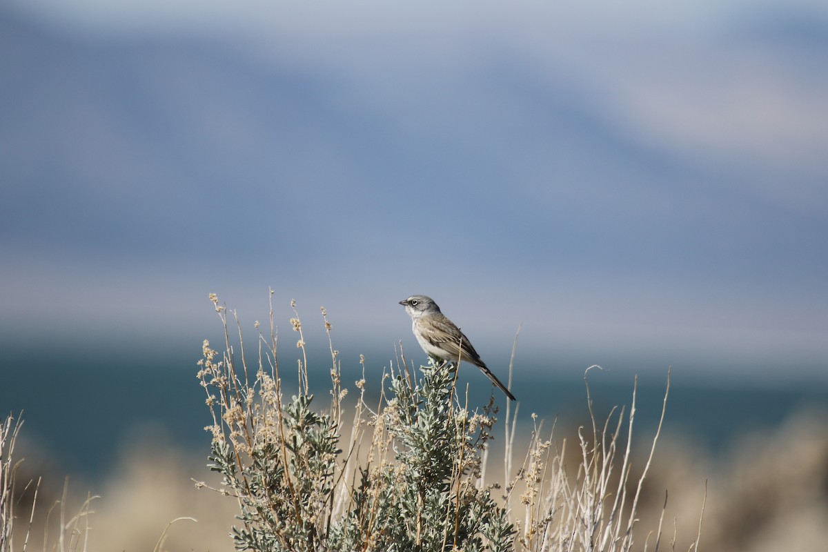 Sagebrush Sparrow - ML617944595