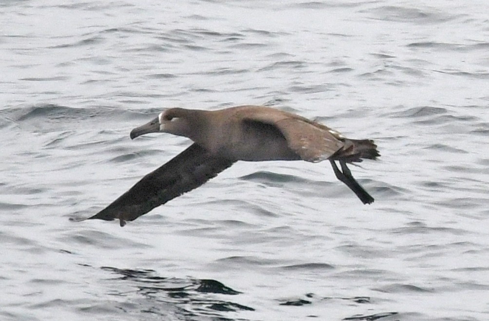 Albatros à pieds noirs - ML617944606