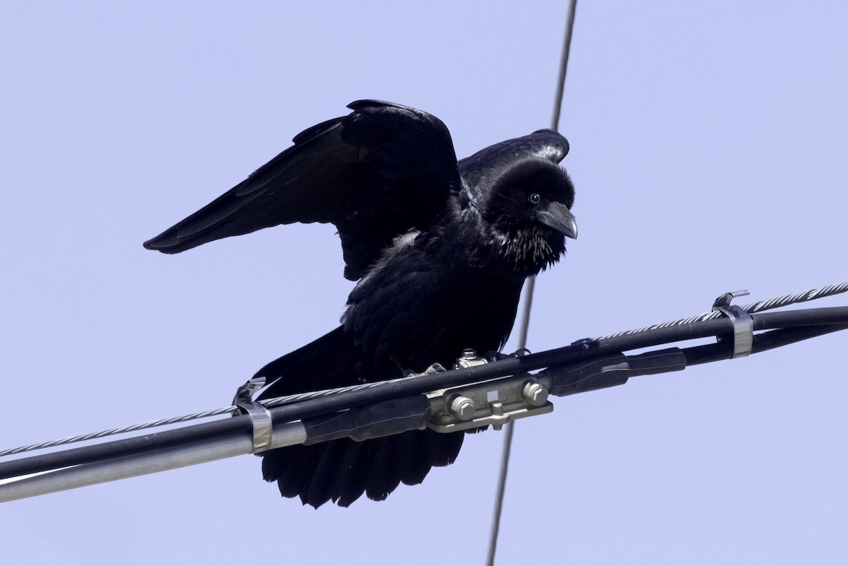 Chihuahuan Raven - ML617944617