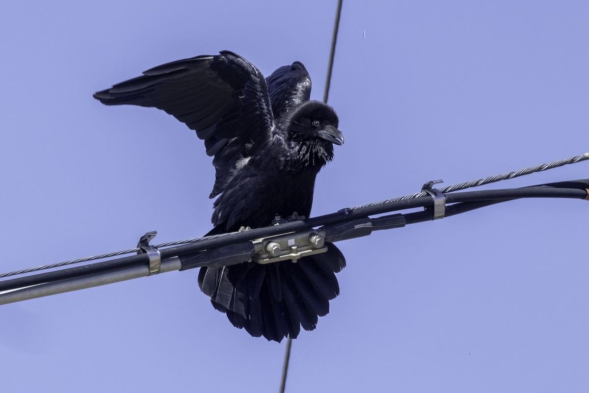 Chihuahuan Raven - ML617944618