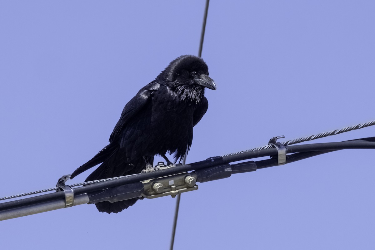 Chihuahuan Raven - ML617944636