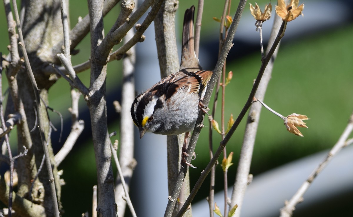 White-throated Sparrow - Henri Ouellet
