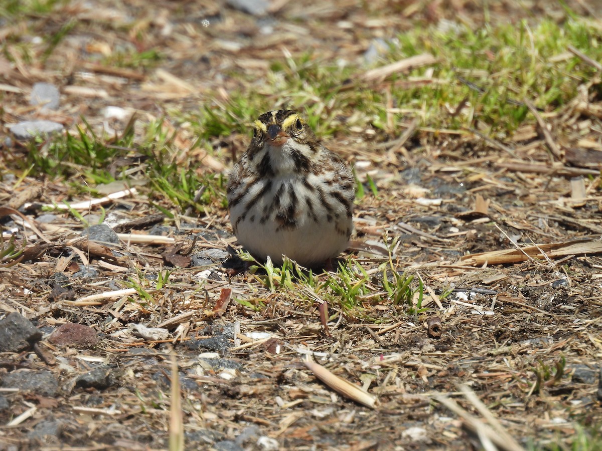 Savannah Sparrow - ML617944701