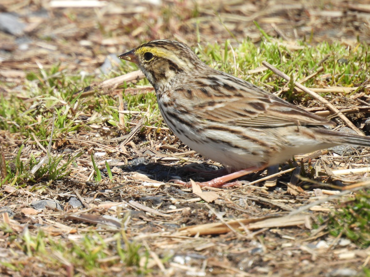 Savannah Sparrow - ML617944706