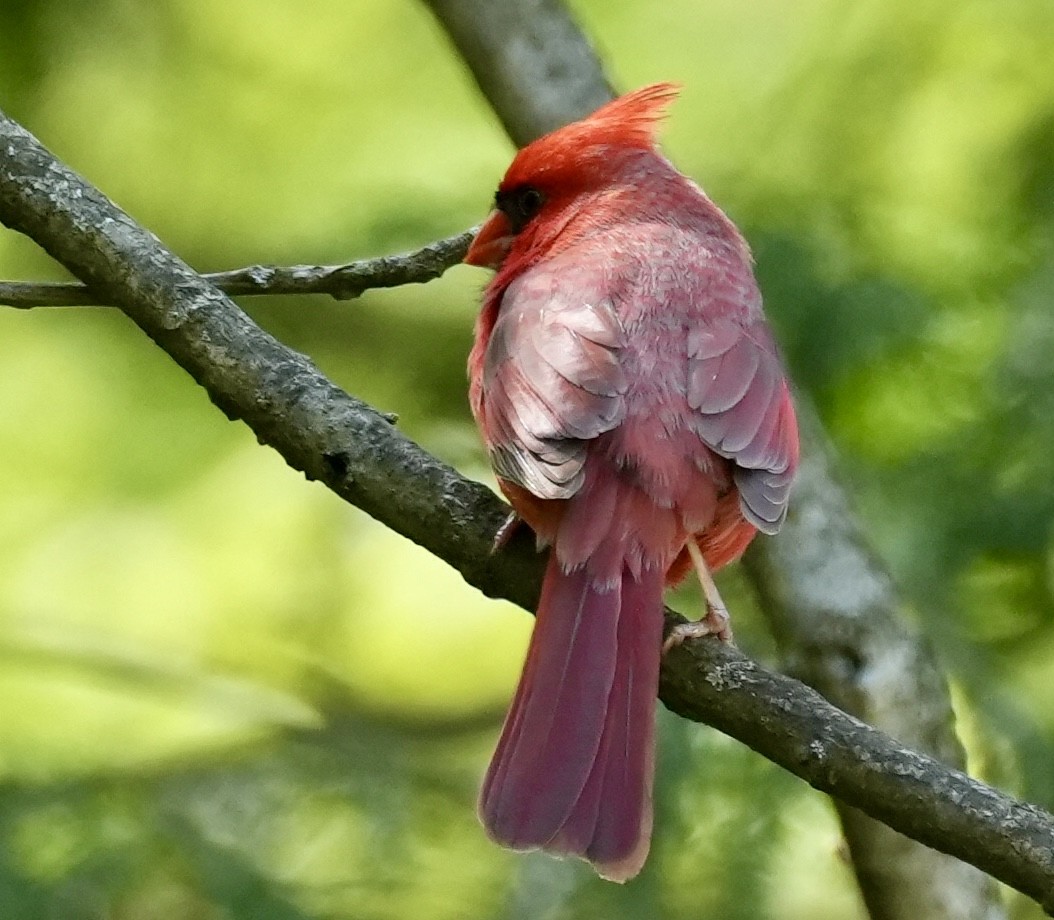 Northern Cardinal - Chris Curl