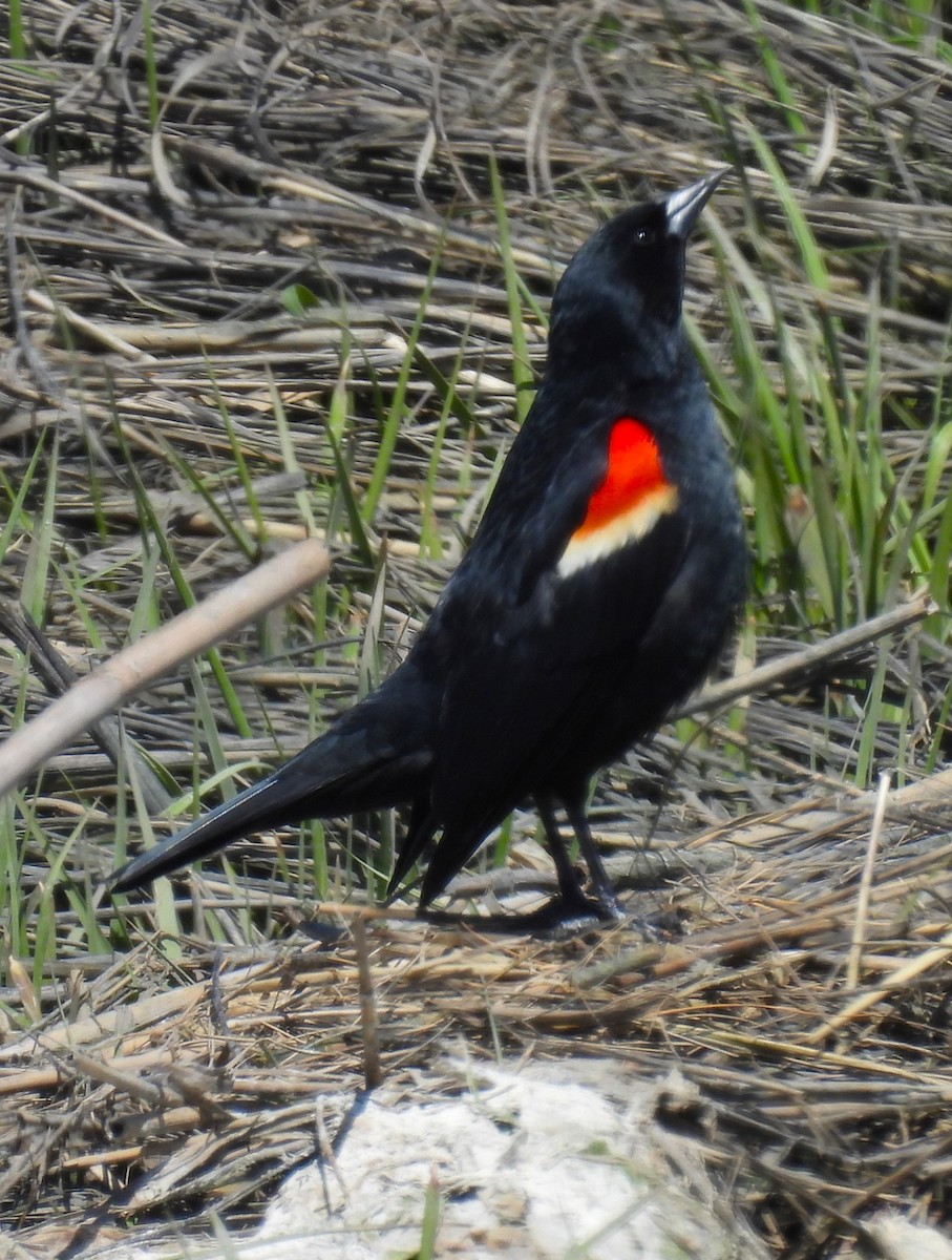 Red-winged Blackbird - ML617944755